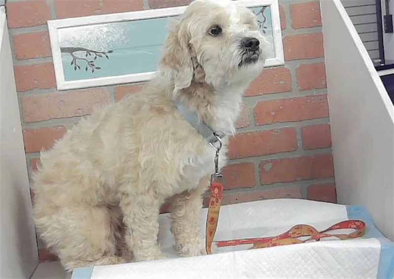 An adult medium-sized male Shih Tzu dog named Fluffy for adoption in Houston, TX