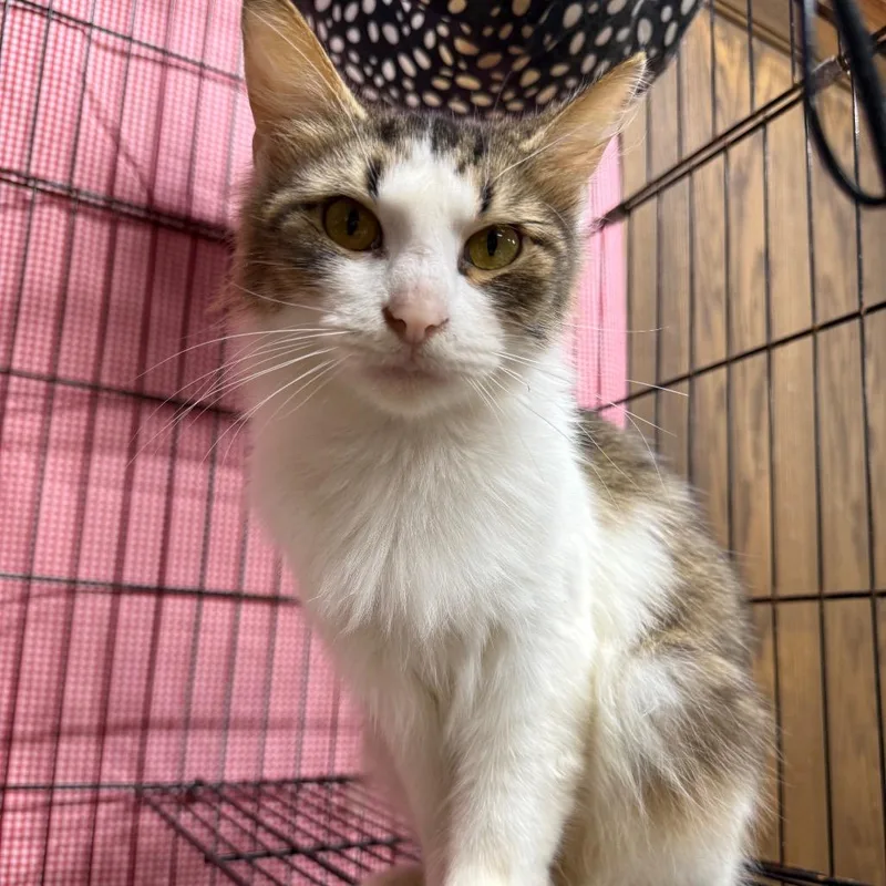 A young small-sized female Brown / Chocolate Domestic Long Hair cat named Priscilla "Prissy" for adoption in Lancaster, OH