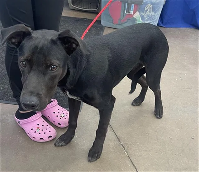 A young large-sized male Mixed Breed dog named Cyrus for adoption in Dallas, TX