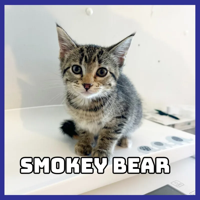 A baby small-sized female Brown / Chocolate Domestic Short Hair cat named Smokey Bear for adoption in Glenwood, MN