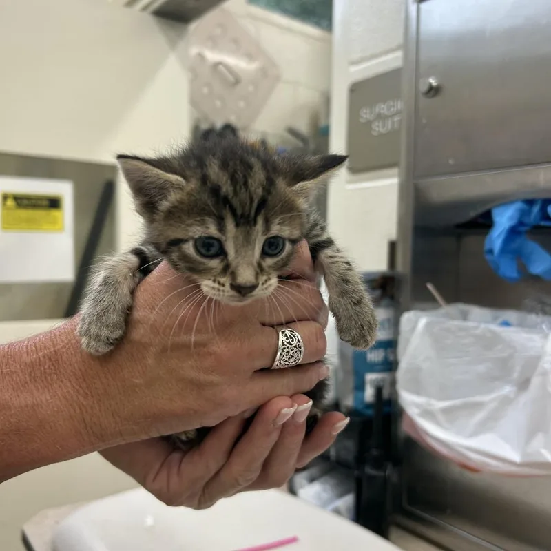 A baby small-sized female Brown / Chocolate Domestic Short Hair cat named Janet Wood for adoption in Auburn, AL