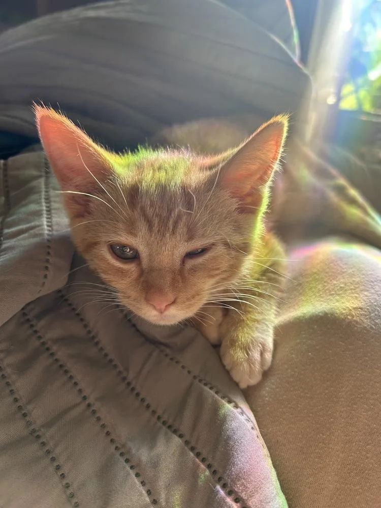 Macaroni Noodle thumbnail 2