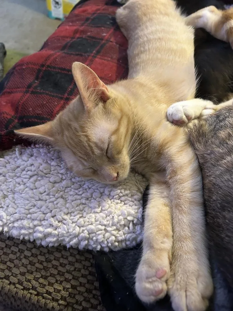 Macaroni Noodle thumbnail 3