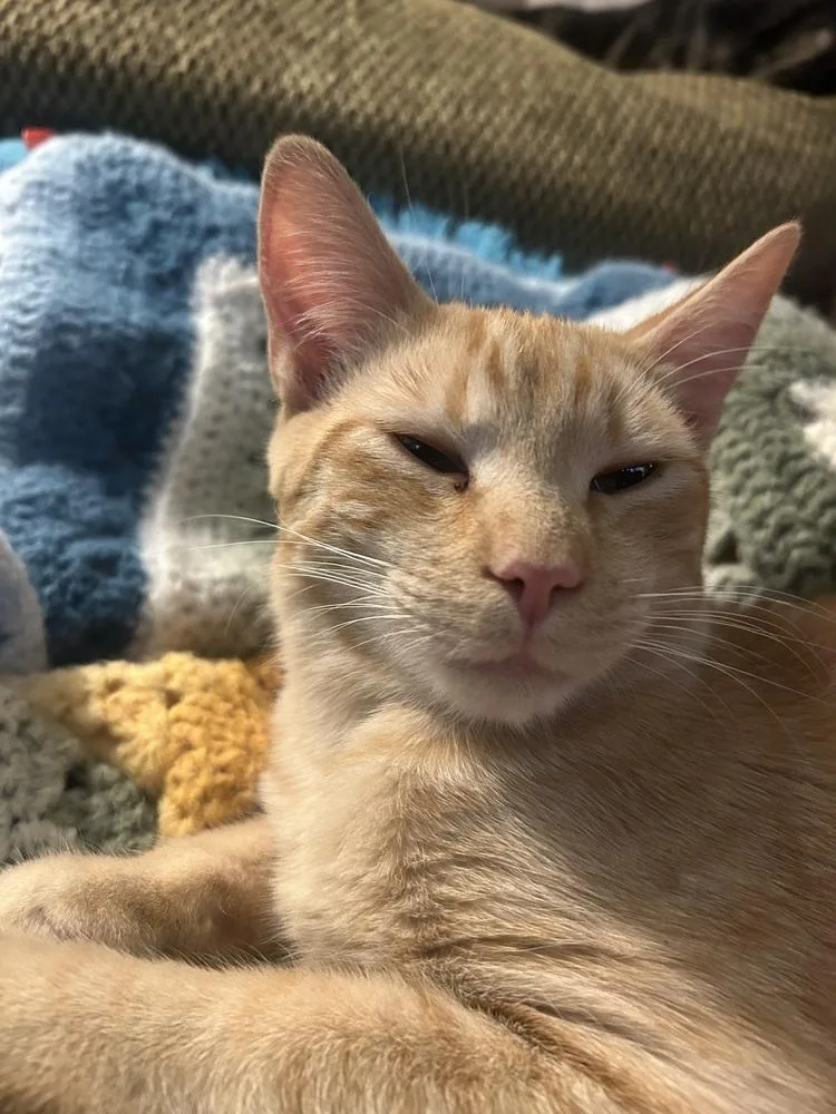 Macaroni Noodle thumbnail 4