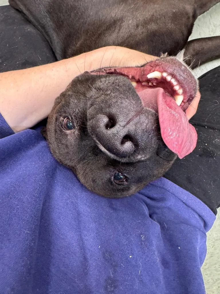 A young medium-sized male Mixed Breed dog named Ferdinand for adoption in Danielsville, GA