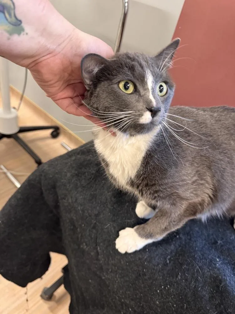 An adult medium-sized male Domestic Short Hair cat named Tyrone for adoption in Plymouth, MI