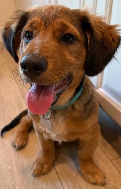 A baby small-sized male Brown / Chocolate Terrier dog named Roscoe for adoption in Coachella, CA