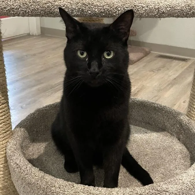 An adult large-sized male Black Domestic Short Hair cat named Bishop for adoption in Saint Charles, MO