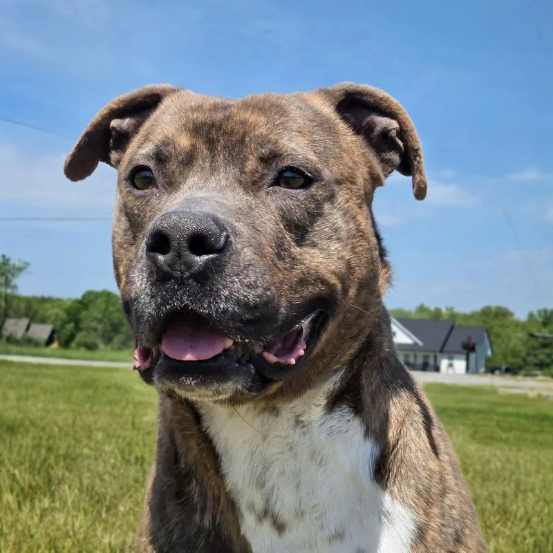 An adult large-sized male Brindle Pit Bull Terrier dog named Zeus for adoption in Shelby, NC