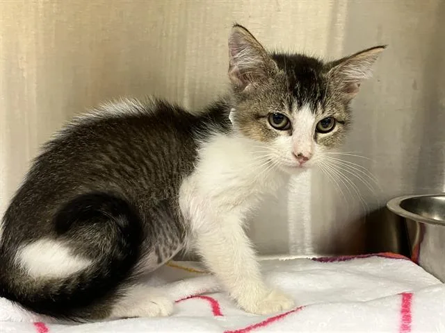 A baby small-sized female Domestic Short Hair cat named Amethyst for adoption in Tustin, CA