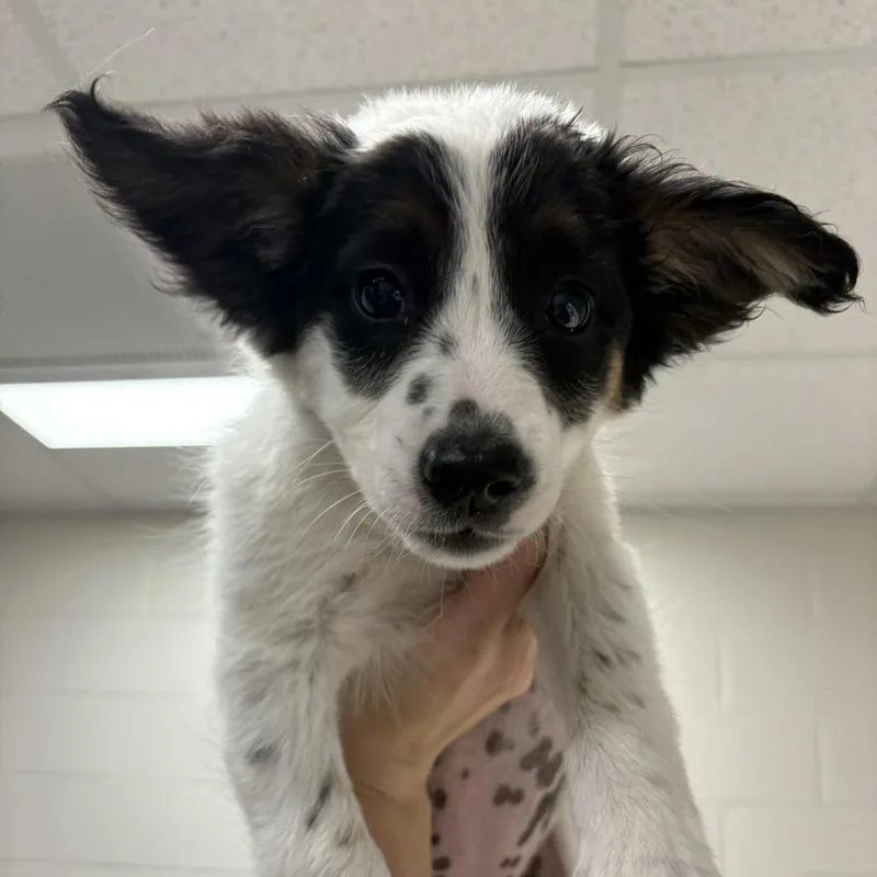 A baby small-sized female White / Cream Collie dog named Hennessy for adoption in Beaumont, TX