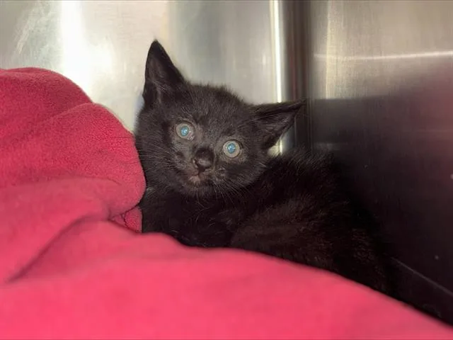 A baby small-sized male Domestic Short Hair cat named Coal for adoption in Grand Prairie, TX