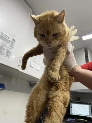 An adult medium-sized male Domestic Short Hair cat named Jackson for adoption in West Chester, PA