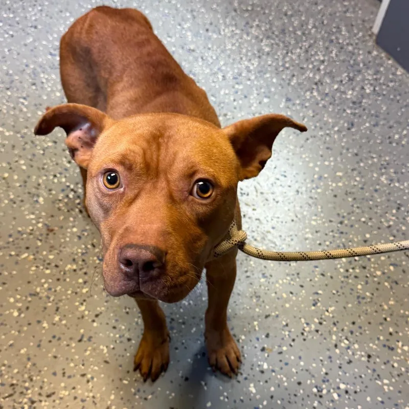 An adult medium-sized male Brown / Chocolate Pit Bull Terrier dog named TUSCStray for adoption in Tuscaloosa, AL