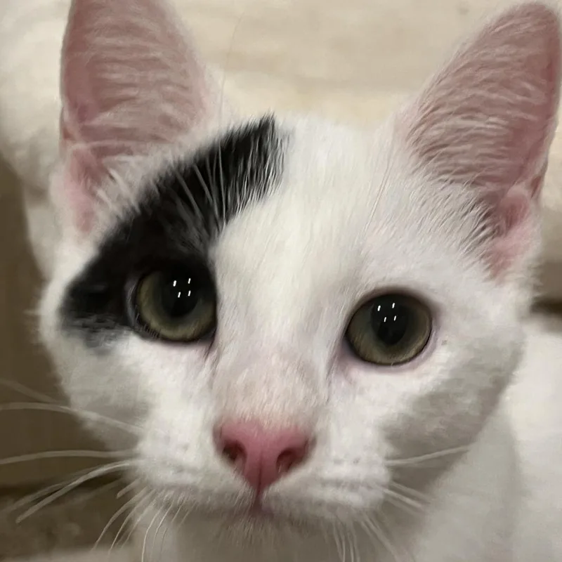 A baby small-sized male White Domestic Short Hair cat named Toby for adoption in Abingdon, MD