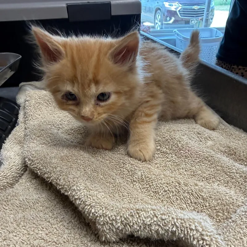 A baby small-sized female Orange / Red Domestic Medium Hair cat named Sophie Cunningham for adoption in Carroll, IA