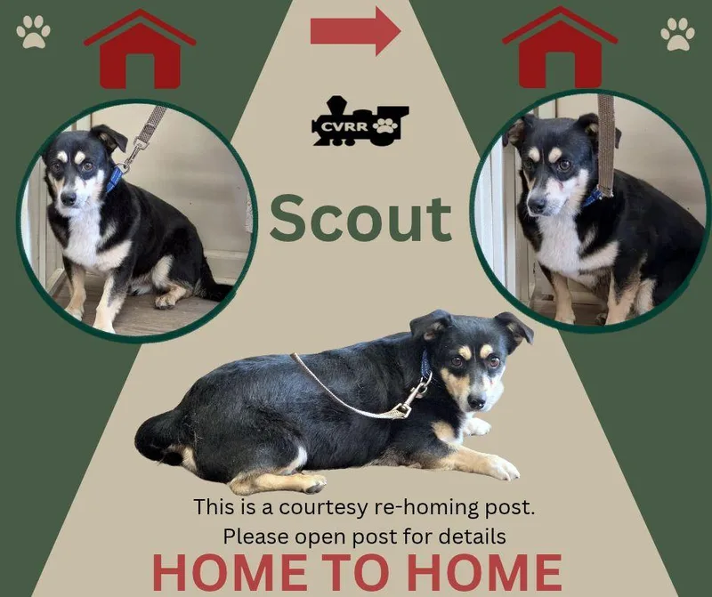 An adult small-sized male Corgi dog named Scout for adoption in LINDSAY, CA
