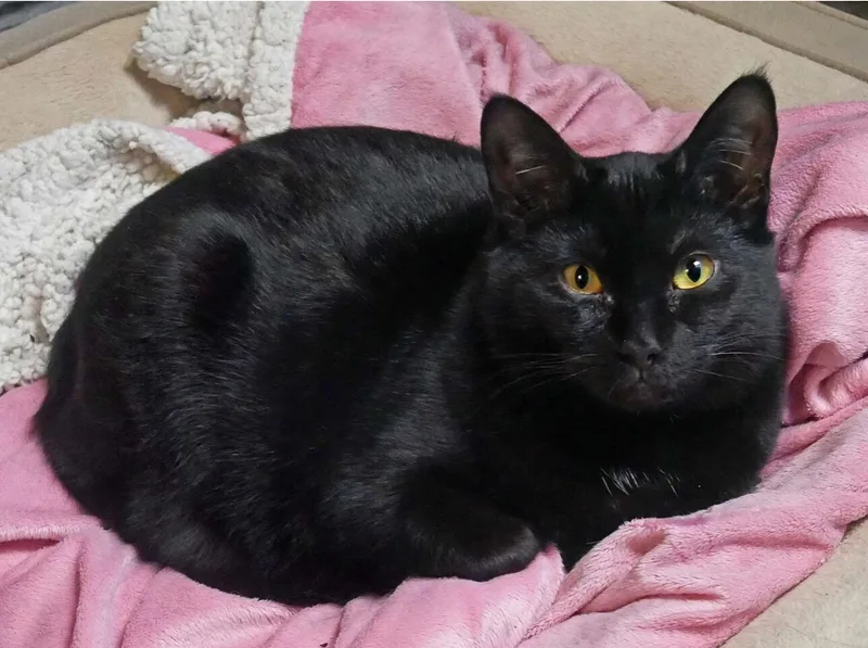 An adult medium-sized female Black Domestic Short Hair cat named Autumn for adoption in Butler, NJ