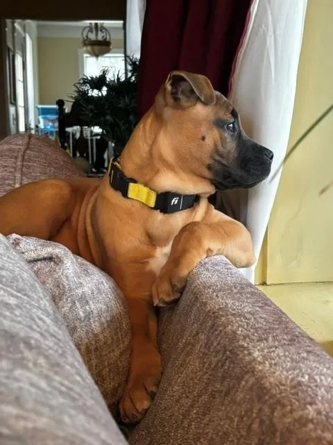 Charlotte Cutiepie  Local thumbnail 3