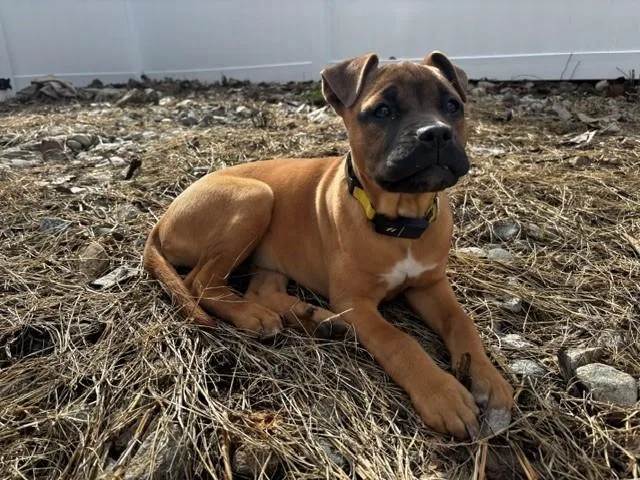 Charlotte Cutiepie  Local thumbnail 4