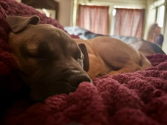 Charlotte Cutiepie  Local thumbnail 5