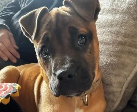 A baby medium-sized female Yellow / Tan / Blond / Fawn Husky dog named Charlotte Cutiepie Local for adoption in Andover, MA