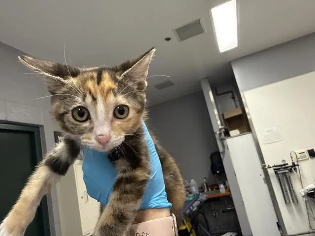 A baby small-sized female Domestic Short Hair cat named Lola for adoption in Thousand Palms, CA