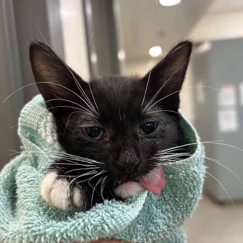 A baby small-sized male Black Domestic Short Hair cat named Bobby for adoption in Jacksonville, FL