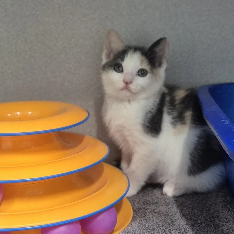 A baby small-sized female Domestic Short Hair cat named Tina for adoption in Newark, NJ