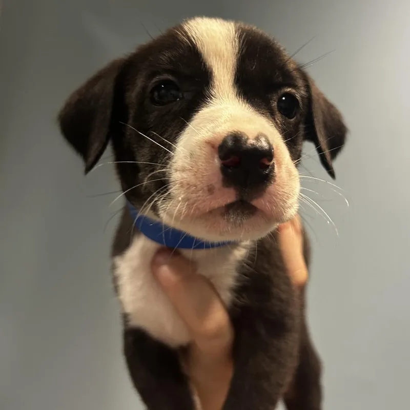 A baby small-sized male Yellow / Tan / Blond / Fawn Mixed Breed dog named Vander for adoption in Chattanooga, TN
