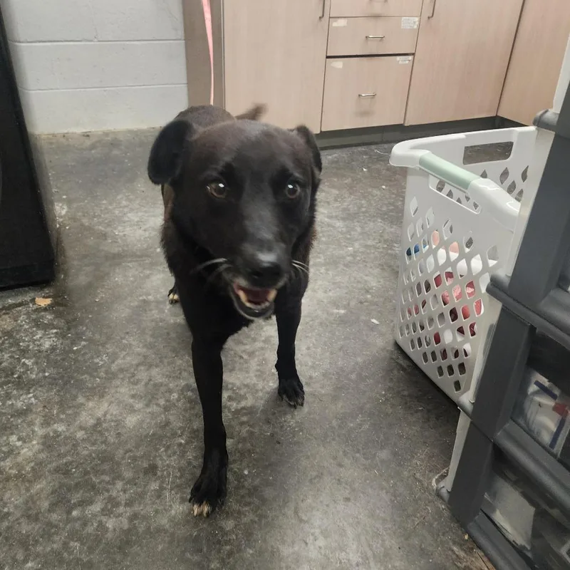 An adult medium-sized male Black Shepherd dog named Sniper for adoption in Evensville, TN