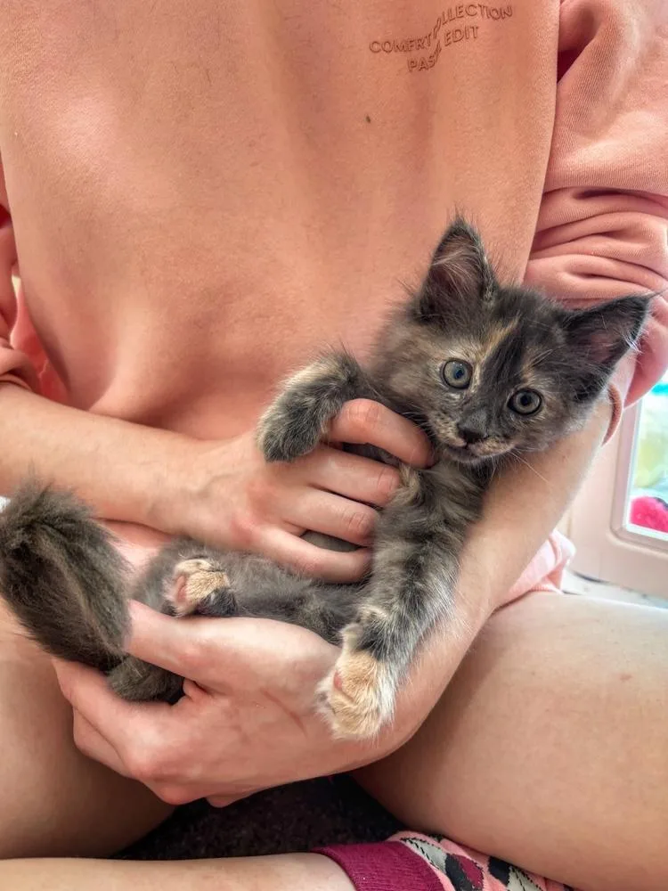 A baby small-sized female Domestic Long Hair cat named Cardamom for adoption in Lafayette, CO