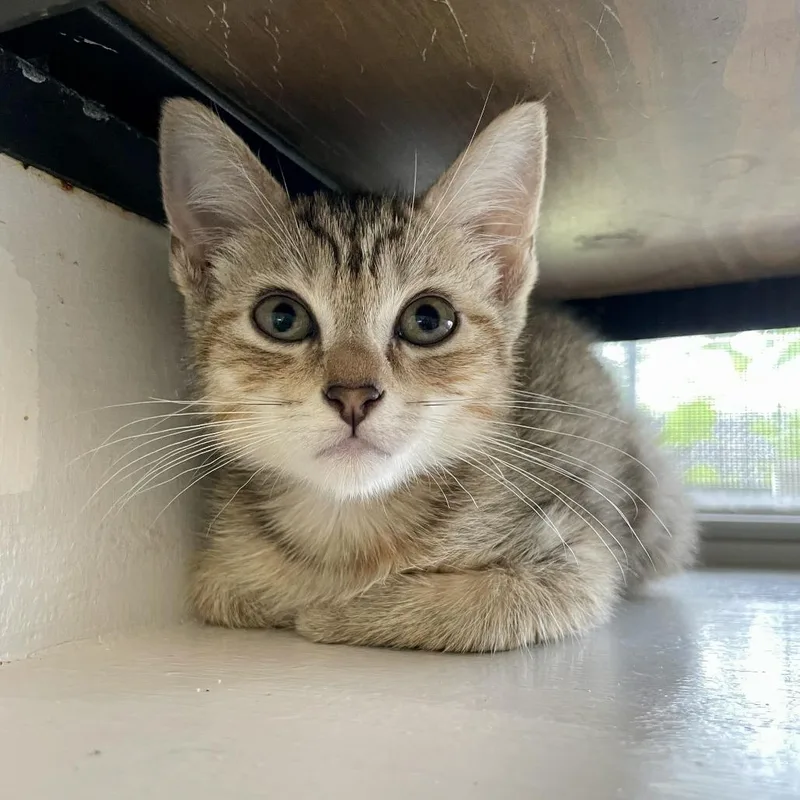 A baby small-sized female Brown / Chocolate Domestic Short Hair cat named Blazing Star for adoption in Carencro, LA