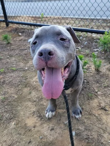 A senior medium-sized male Pit Bull Terrier dog named Bosley for adoption in Atlanta, GA