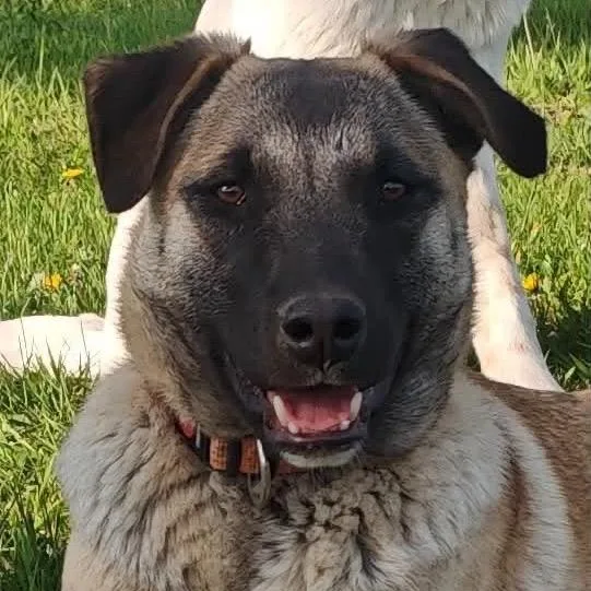 A young medium-sized female Yellow / Tan / Blond / Fawn Mixed Breed dog named Sakura for adoption in Bend, OR