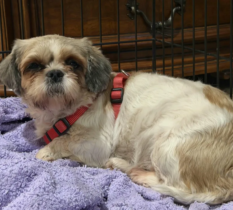 An adult small-sized female Shih Tzu dog named Honey for adoption in Havertown, PA