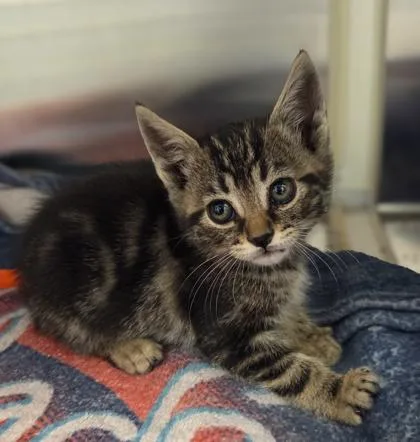 A baby small-sized female Domestic Short Hair cat named Purrran Purrran for adoption in Fresno, CA