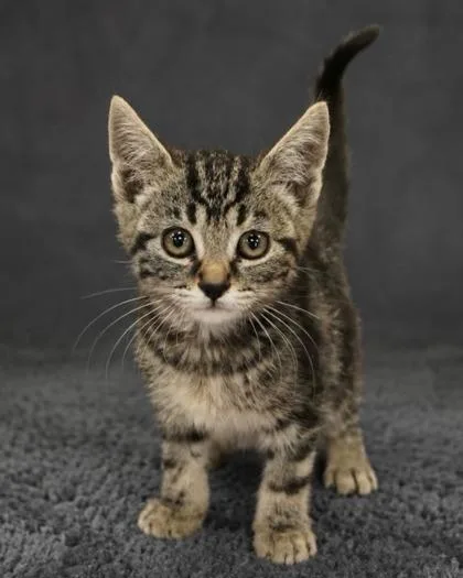 Purrran Purrran thumbnail 2