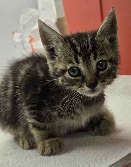 Purrran Purrran thumbnail 3