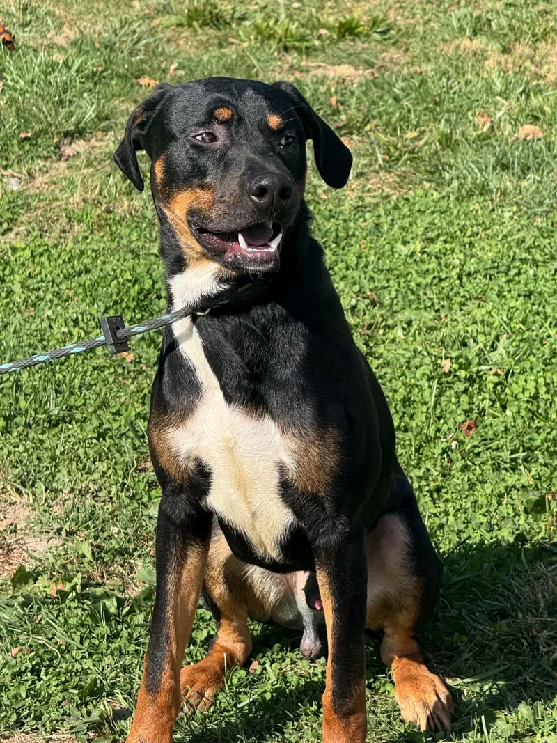 An adult large-sized male Black Hound dog named Zeus for adoption in Springfield, IL