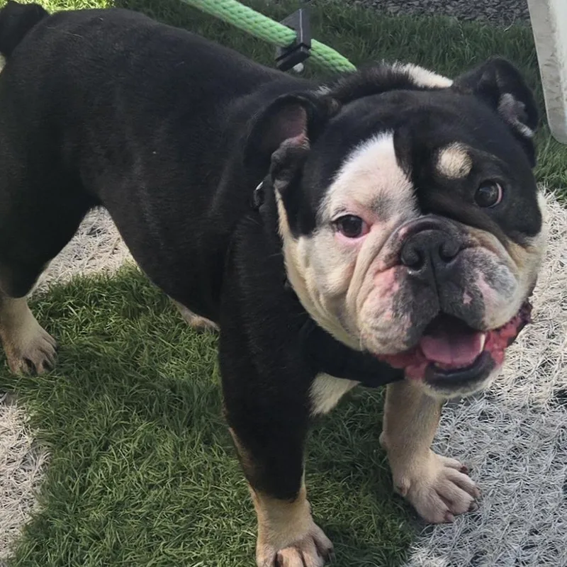 Buster