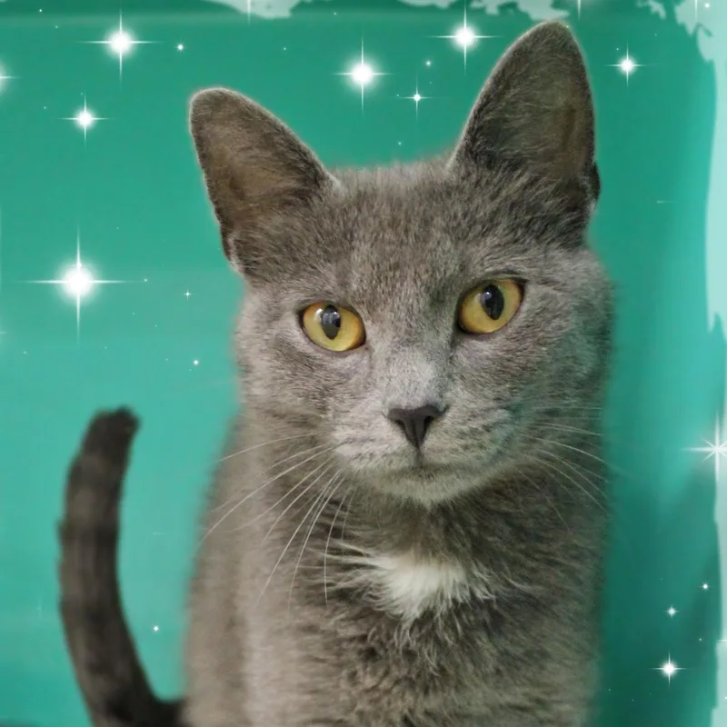 A young medium-sized female Gray / Blue / Silver Domestic Short Hair cat named Misty for adoption in Amelia, OH