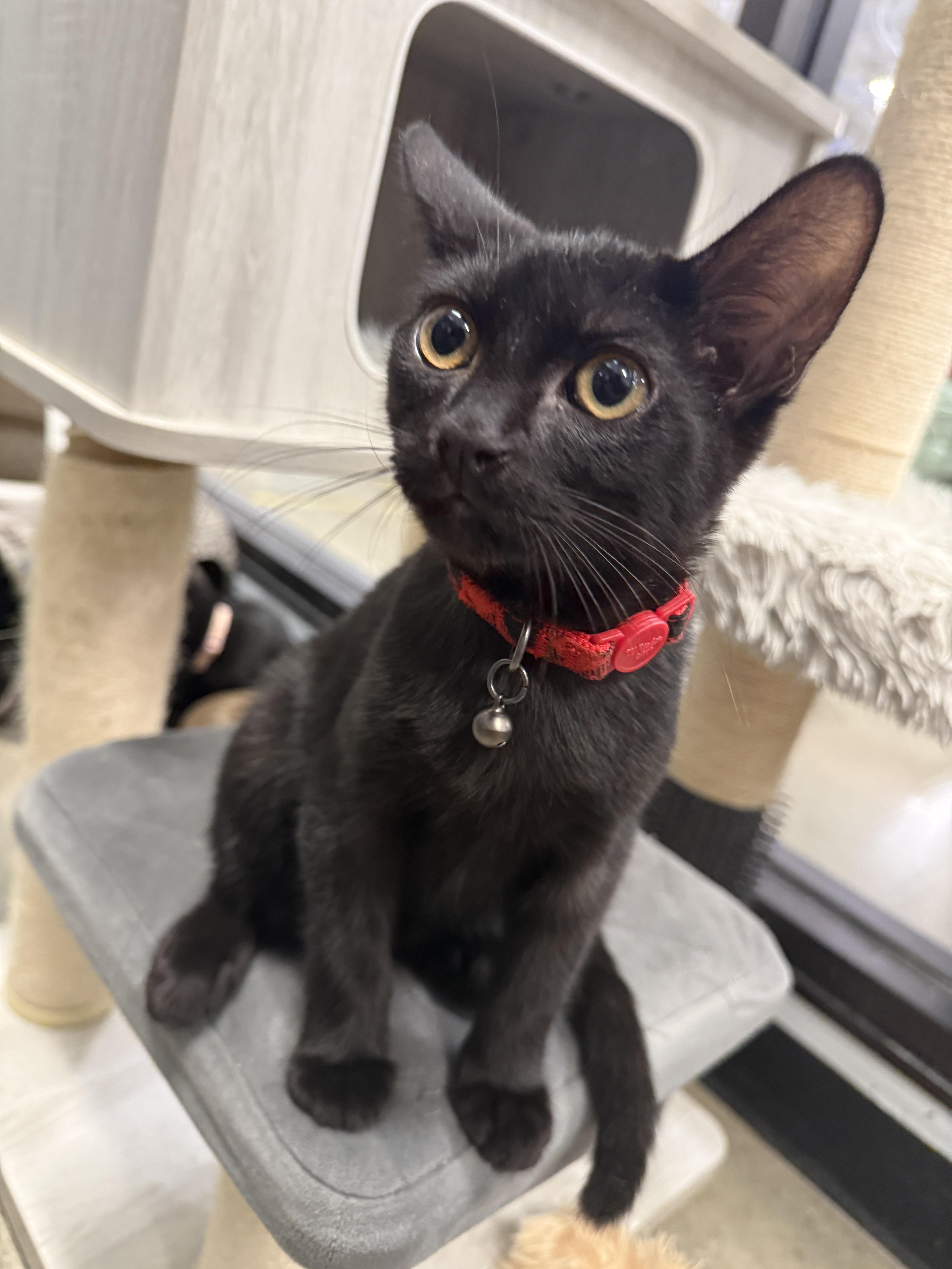 A baby small-sized male Domestic Short Hair cat named Pepper for adoption in South Pasadena, CA