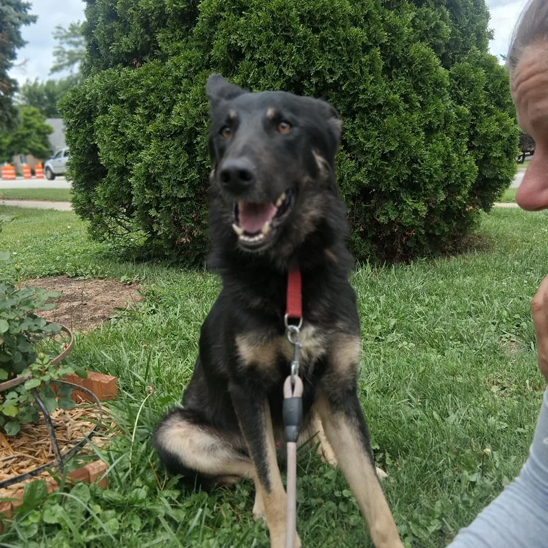 A young large-sized male German Shepherd Dog dog named Declan for adoption in Northlake, IL