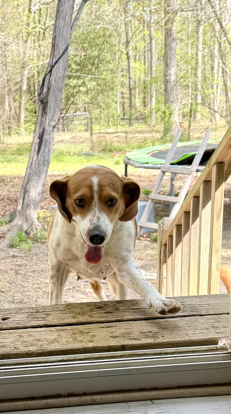 Honey Bee thumbnail 2