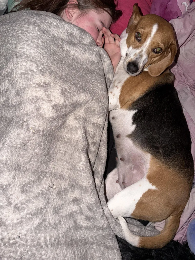 Honey Bee thumbnail 3