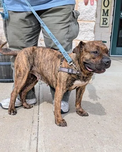 An adult medium-sized female American Staffordshire Terrier dog named Harper for adoption in Hamilton, NJ