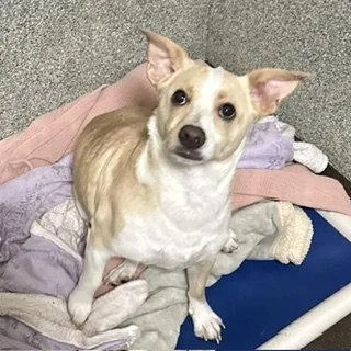 An adult medium-sized male Terrier dog named Duckie for adoption in Burlingame, CA
