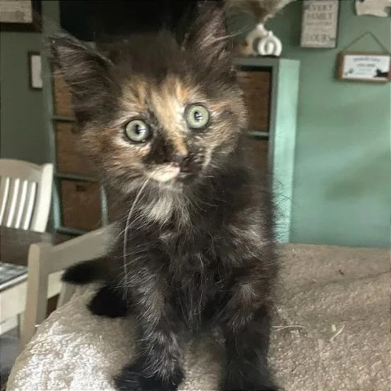 A baby small-sized female Domestic Long Hair cat named Natalie for adoption in Cumming, GA