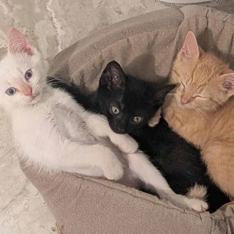 A baby medium-sized female Domestic Short Hair cat named Opal for adoption in Wilmington, NC